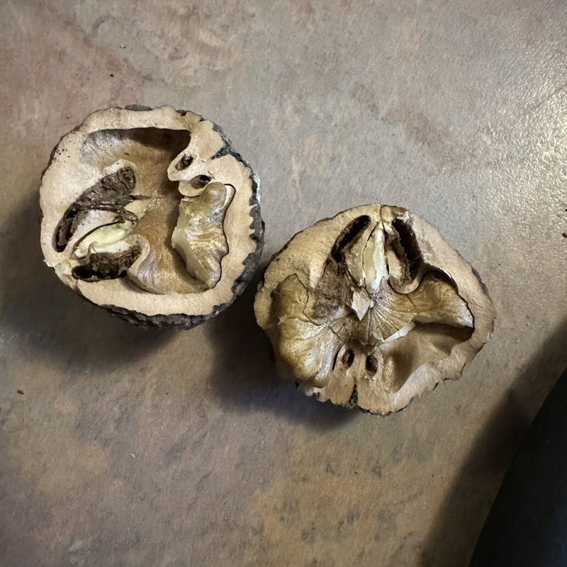 Fresh 110 Black Walnuts 2023 Foraged In Kentucky 3 lb