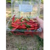 Fresh Cayenne (Cayenetta) Organic Pepper Seeds