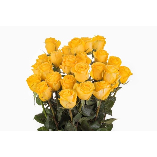 Greenchoice Flowers Fresh Bouquet | 24 Yellow Roses | Fresh Cut Flowers Directly from Our Farm | Valentines Day | Birthday Flowers (2 Dozen / 20" Long Stems)