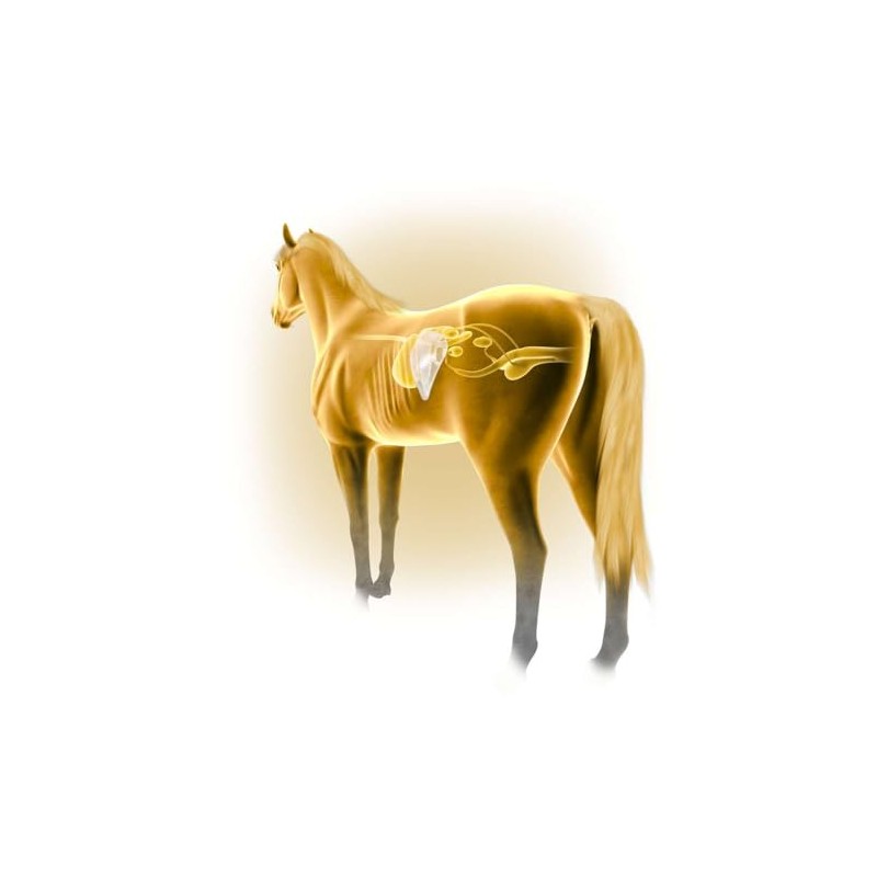 Equine America Horse & Pony Liver Flush Liquid Solution