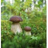 Seweryn Premium Grade 1 Polish Forest Dried Porcini Mushrooms Whole