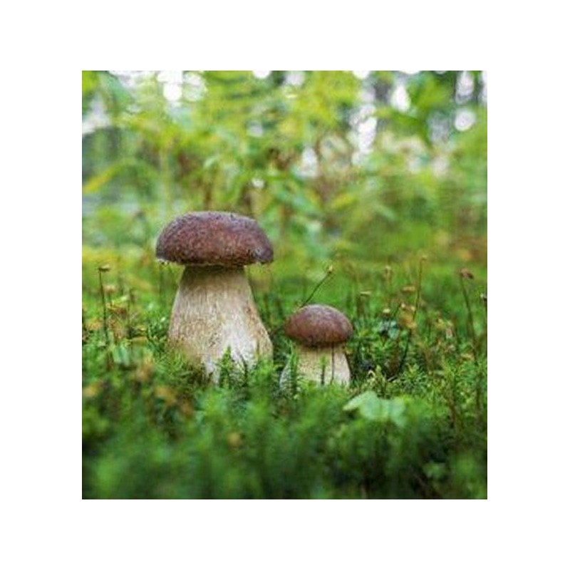 Seweryn Premium Grade 1 Polish Forest Dried Porcini Mushrooms Whole