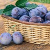 푸룬 유산균 비움 플러스 3병 Prune Probiotic Cleanse Plus 3