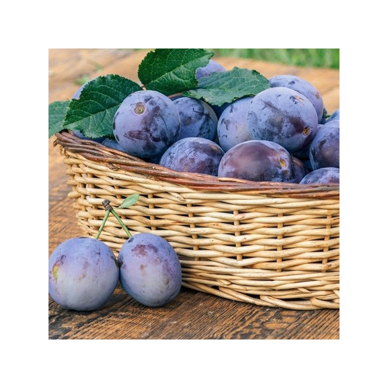 푸룬 유산균 비움 플러스 3병 Prune Probiotic Cleanse Plus 3