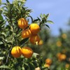 PRIMAVERA Ätherisches Öl Orange bio 50 ml - Aromaöl, Duftöl,