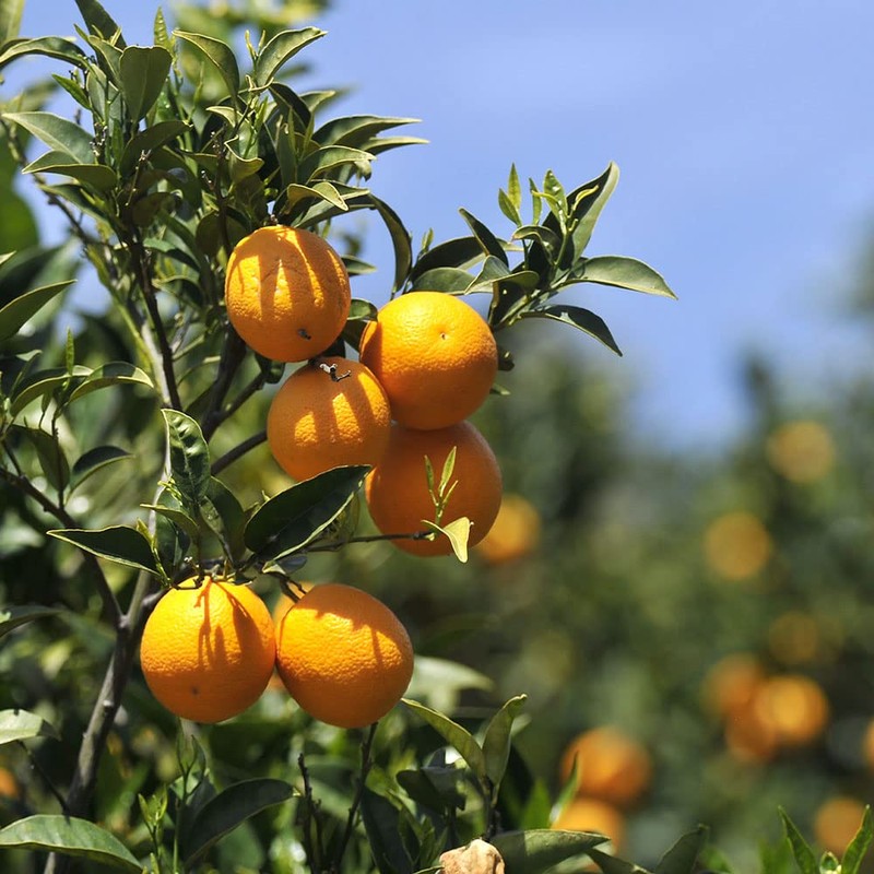 PRIMAVERA Ätherisches Öl Orange bio 50 ml - Aromaöl, Duftöl,