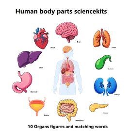 16 cartoon human skeleton organ cards scientific suit human anatomy body parts organ decoration