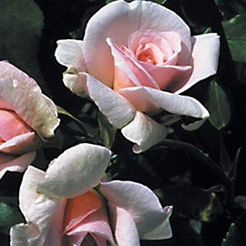 Own-Root One Gallon Cécile Brünner Polyantha Rose by Heirloom Roses