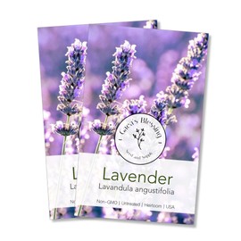Gaea's Blessing Seeds - English Lavender Seeds - Heirloom Non-GMO Seeds with Easy to Follow Instructions - Vera True Lavender Heirloom - 91% Germination Rate (Pack of 2)
