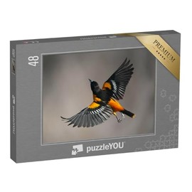 puzzleYOU: Baltimore, Oriole, Male in Flight, 48 Piece Puzzle Collection Birds