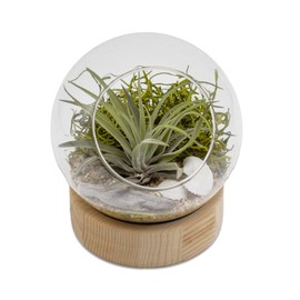 5.5 Inch Glass Dome DIY Indoor Air Plant Terrarium Kit with Live Tillandsia Ionantha Air Plants and Terrarium Accessories for Indoor Gardens and Home Décor (Glass Dome)