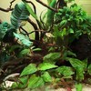 Mainam Anubias Nana & Minima on Driftwood Medium Size Freshwater