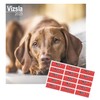Vizsla Calendar 2025 | 16 months | September 2024 -December