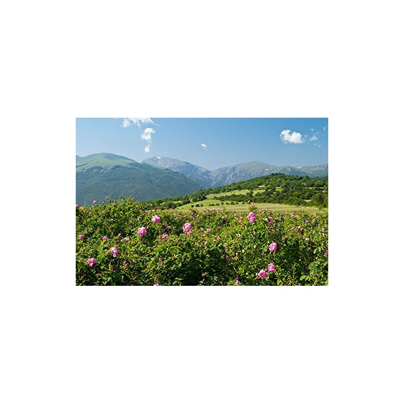 100% Pure and Natural Rose Essential Oil (Otto) 0.5 ml