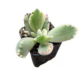 USKC Live Succulent Plants Cotyledon tomentosa Bear's paw (2"Pot Variegated)