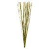 Vickerman 40” Basil Elephant Reed, 10 oz Bundle, Dried
