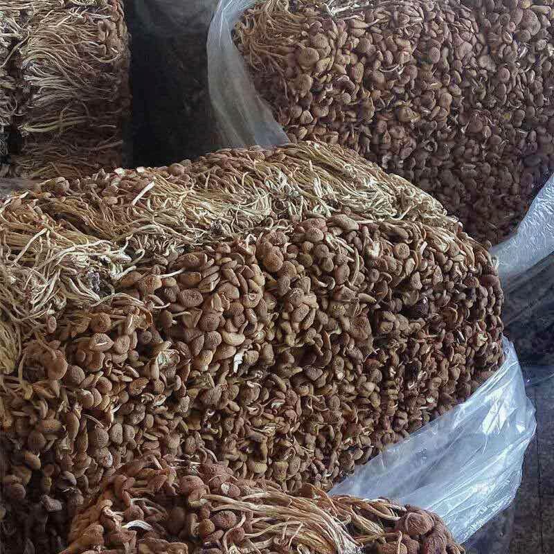 250g/bag Chinese Herbal Agrocybe Cylindracea New Ecology Dried Tea Tree