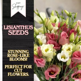 Fresh Lisianthus Seeds - Everlast Mix - Seeds Flower Seed Flowers Non Gmo Heirloom - Everlast Mix 500 Seeds