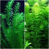 Anacharis and Hornwort Bundle for Ponds and Aquariums