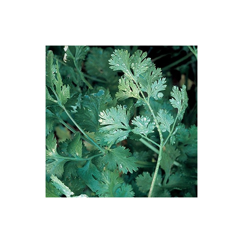 1,000 Cilantro Slow Bolt Seeds for Planting 14 Grams of
