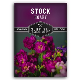 Hoary Stock Seed for Planting - 1 Packet with Instructions to Plant and Grow Vintage Harmony Stock (Matthiola incana) in Your Home Flower Garden - Non-GMO Heirloom Variety - Survival Garden Seeds