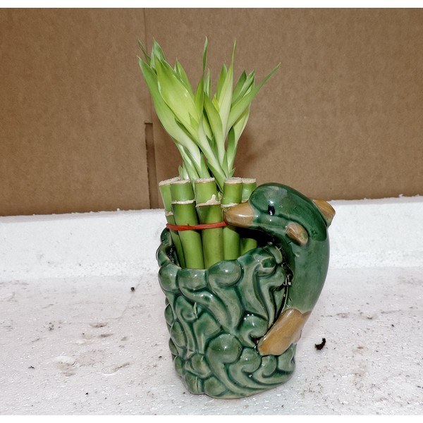 Live 10/4-6'' style Party Bamboo Plant Arrangement w/dolphin 4''Ceramic Vase-from jmbamboo