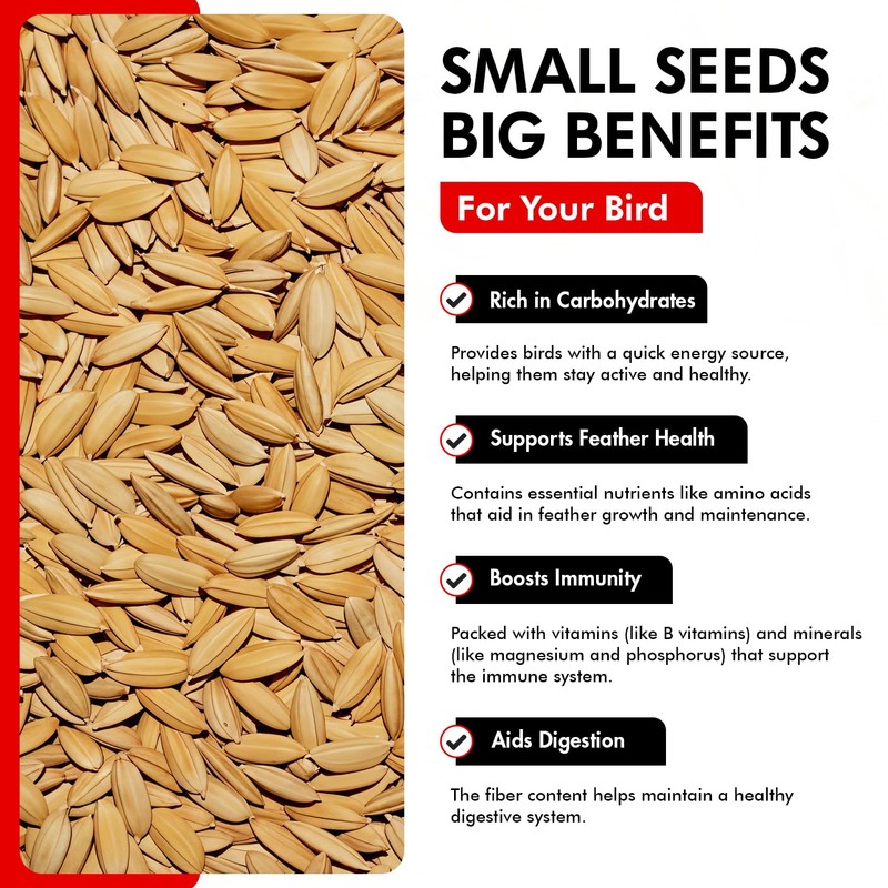 Morning Bird Paddy Rice Bird Seed for Optimal Health &