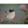 ART.COM Wall Giclee Print Purple Crowned Fairy Wren by Greg