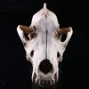 VOANZO Resin Wolf Skull Model Replica, Dinosaur Tooth Skull Fossil,