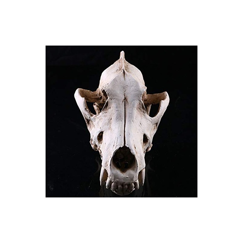 VOANZO Resin Wolf Skull Model Replica, Dinosaur Tooth Skull Fossil,