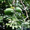 10 Seeds Bael Fruit Tree | Aegle marmelos Bengal Quince