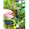 Rain Bird SW20/10PS Drip Irrigation Spot Watering Dripper/Emitter, 2 Gallon
