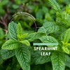 Organic Spearmint Leaf 500mg – 90 Vegan Capsules – High