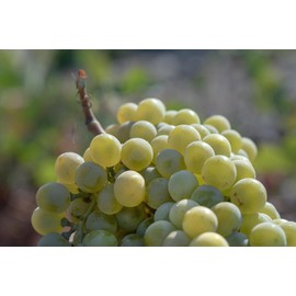 KORRES Santorini Grape Skin Refining Mask With Volcanic Sand, Activated Carbon Capsules And Salicylic Acid BHA For Pore Appearance, Gentle Exfoliation And Smoother Look, Vegan Skincare, 2.36 Fl Oz