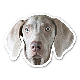 Magnet America Weimaraner Dog Magnet is 3.75" x 5" Made for Vehicles and Refrigerators