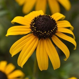 Park Seed Goldblitz Rudbeckia Seeds, Pack of 25 Seeds