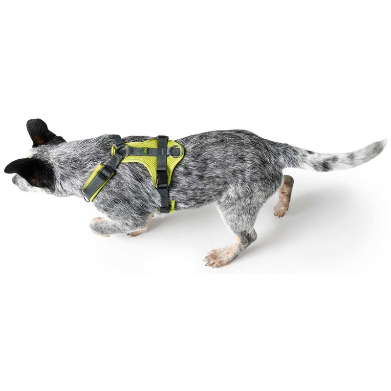 HUNTER Harness Maldon 53-71/M