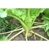 300 Sugar Beet Beet Seeds for Planting 5 Grams of