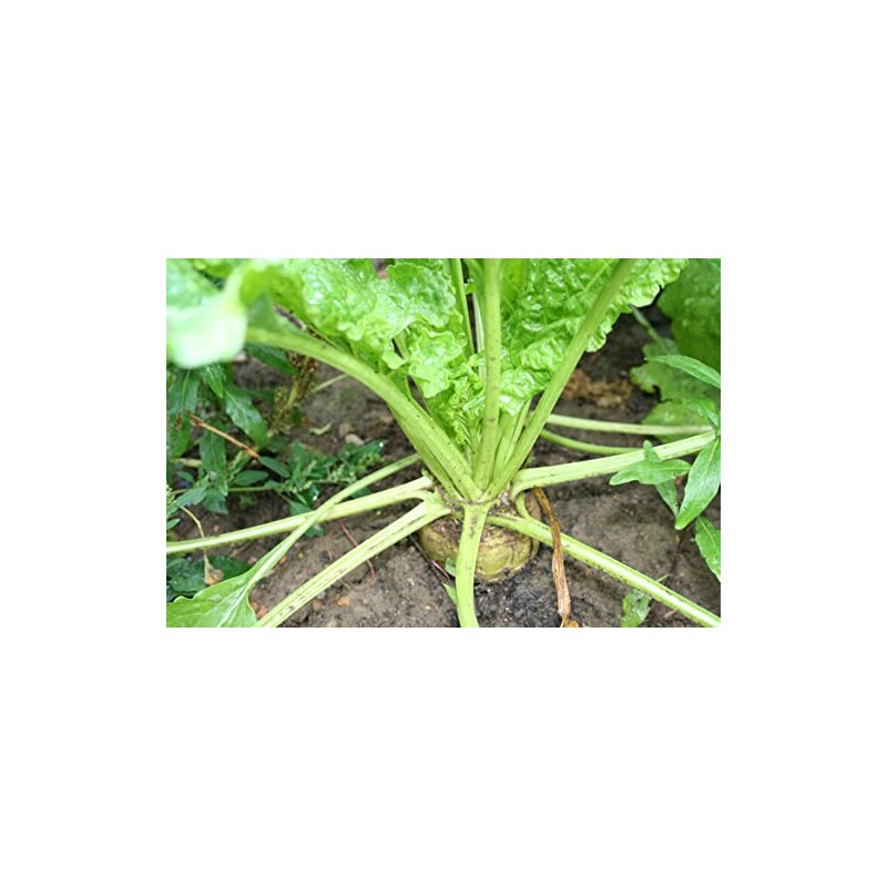 300 Sugar Beet Beet Seeds for Planting 5 Grams of
