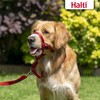 HALTI Headcollar - To Stop Your Dog Pulling on the