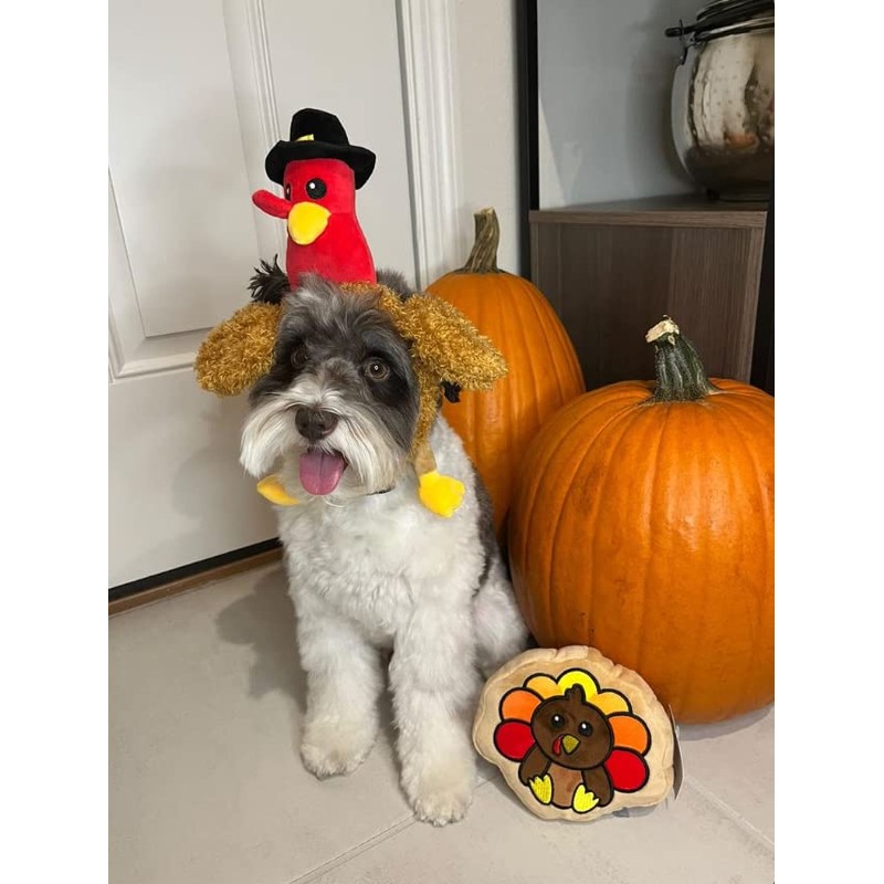 Midlee Pilgrim Turkey Thanksgiving Dog Headband