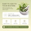 Té Verde Suplemento de té verde, Envase con 100 Cápsulas
