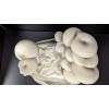 Undisclosed White Oyster Mushroom Fruiting Block | 5 lbs.
