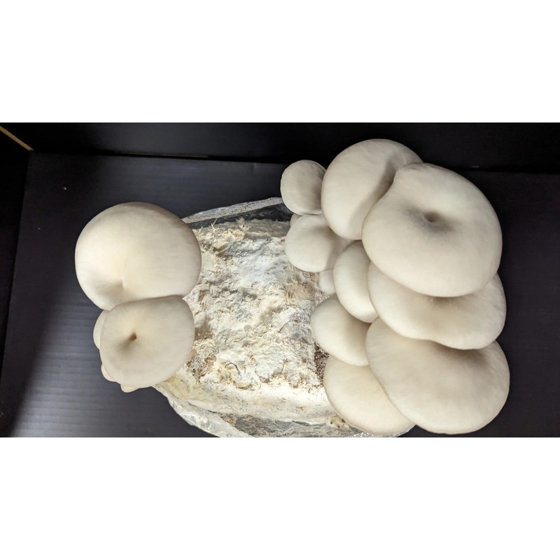 Undisclosed White Oyster Mushroom Fruiting Block | 5 lbs.