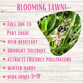 Flawn Seed Kits Thick Bee Lawn, Easy Spread Shaker, Low Maintenance, Pet, Kid, Eco-Friendly, Regenerative, Covers Up to 1000 SqFt