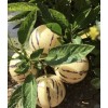 Pepino Plant 1 Pepino Melon Plant From Old Plant With