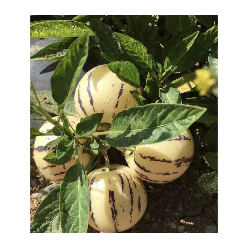 Pepino Plant 1 Pepino Melon Plant From Old Plant With
