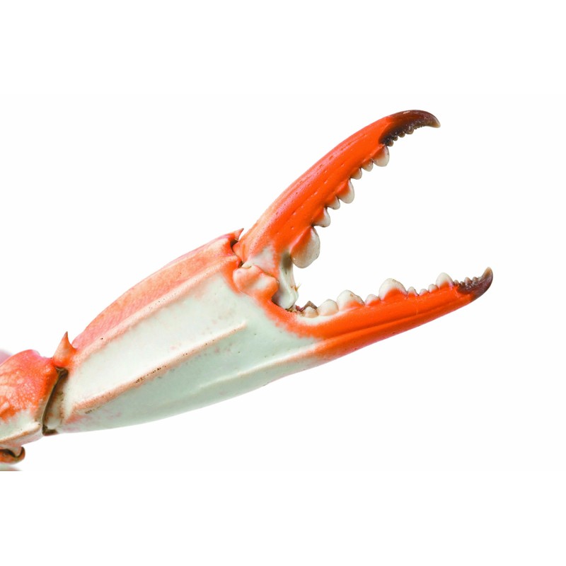 IBILI TENAZA DE MARISCO, Stainless Steel, Silber, 18 x 5