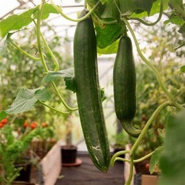 25 Tendergreen Burpless Cucumber Seeds for Planting 0.75+ Grams of Seeds Non GMO Heirloom USA Harvested