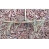 Bamboo 3 Pieces Tonkin Cane RHIZOME Root 12"+ Live Bamboo